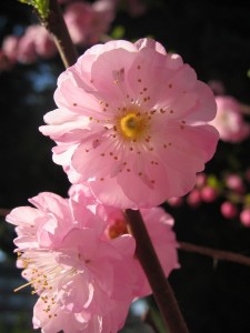 Mandelbaumblüte ® Blumenia / pixelio.de 