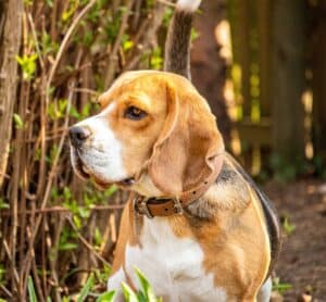 Beagle
